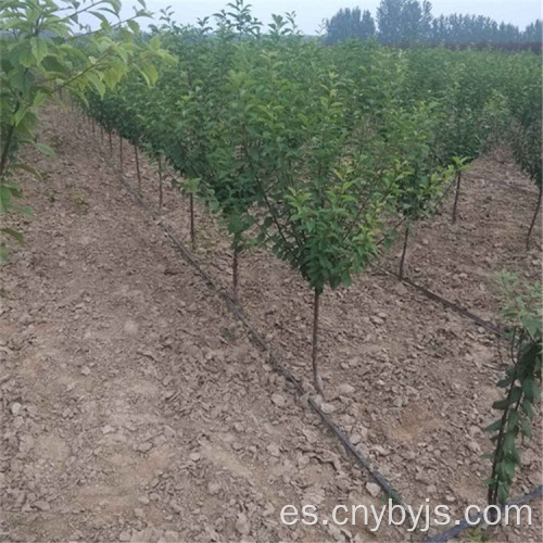 Tubería de PE Tubería de riego para ahorro de agua agrícola